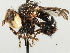  ( - CNC DIPTERA 195977)  @11 [ ] CreativeCommons - Attribution (2013) CNC/CBG Photography Group Centre for Biodiversity Genomics