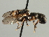  ( - CNC DIPTERA 195978)  @11 [ ] CreativeCommons - Attribution (2013) CNC/CBG Photography Group Centre for Biodiversity Genomics