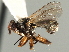  (Thecophora luteipes - CNC DIPTERA 195979)  @11 [ ] CreativeCommons - Attribution (2013) CNC/CBG Photography Group Centre for Biodiversity Genomics