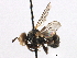  ( - CNC DIPTERA 195985)  @11 [ ] CreativeCommons - Attribution (2013) CNC/CBG Photography Group Centre for Biodiversity Genomics