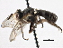  ( - CNC DIPTERA 195986)  @13 [ ] CreativeCommons - Attribution (2013) CNC/CBG Photography Group Centre for Biodiversity Genomics