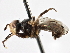  (Thecophora nigripes - CNC DIPTERA 195987)  @15 [ ] CreativeCommons - Attribution (2013) CNC/CBG Photography Group Centre for Biodiversity Genomics