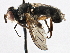  ( - CNC DIPTERA 195988)  @11 [ ] CreativeCommons - Attribution (2013) CNC/CBG Photography Group Centre for Biodiversity Genomics