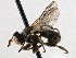  ( - CNC DIPTERA 195989)  @14 [ ] CreativeCommons - Attribution (2013) CNC/CBG Photography Group Centre for Biodiversity Genomics