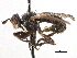 ( - CNC DIPTERA 195990)  @11 [ ] CreativeCommons - Attribution (2013) CNC/CBG Photography Group Centre for Biodiversity Genomics