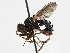  ( - CNC DIPTERA 196000)  @11 [ ] CreativeCommons - Attribution (2013) CNC/CBG Photography Group Centre for Biodiversity Genomics