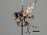  ( - CNC DIPTERA 197408)  @13 [ ] CreativeCommons - Attribution (2013) CNC/CBG Photography Group Centre for Biodiversity Genomics