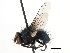  ( - CNC DIPTERA 197417)  @11 [ ] CreativeCommons - Attribution (2013) CNC/CBG Photography Group Centre for Biodiversity Genomics