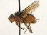 ( - CNC DIPTERA 197421)  @11 [ ] CreativeCommons - Attribution (2013) CNC/CBG Photography Group Centre for Biodiversity Genomics