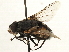  (Prodiaphania sp. 2 - CNC DIPTERA 197425)  @13 [ ] CreativeCommons - Attribution (2013) CNC/CBG Photography Group Centre for Biodiversity Genomics