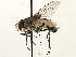  ( - CNC DIPTERA 197433)  @11 [ ] CreativeCommons - Attribution (2013) CNC/CBG Photography Group Centre for Biodiversity Genomics
