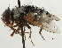  (Metaphryno - CNC DIPTERA 197458)  @15 [ ] CreativeCommons - Attribution (2013) CNC/CBG Photography Group Centre for Biodiversity Genomics