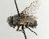  (Chlorogastropsis - CNC DIPTERA 197467)  @15 [ ] CreativeCommons - Attribution (2013) CNC/CBG Photography Group Centre for Biodiversity Genomics