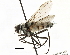 ( - CNC DIPTERA 197489)  @11 [ ] CreativeCommons - Attribution (2013) CNC/CBG Photography Group Centre for Biodiversity Genomics