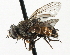  ( - CNC DIPTERA 197501)  @11 [ ] CreativeCommons - Attribution (2013) CNC/CBG Photography Group Centre for Biodiversity Genomics