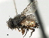  (Siphona sp. 2 - CNC DIPTERA 197503)  @11 [ ] CreativeCommons - Attribution (2013) CNC/CBG Photography Group Centre for Biodiversity Genomics
