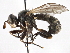  ( - CNC DIPTERA 241)  @11 [ ] CreativeCommons - Attribution (2013) CNC/CBG Photography Group Centre for Biodiversity Genomics