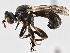  ( - CNC DIPTERA 2880)  @11 [ ] CreativeCommons - Attribution (2013) CNC/CBG Photography Group Centre for Biodiversity Genomics