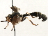  ( - CNC DIPTERA 79706)  @13 [ ] CreativeCommons - Attribution (2013) CNC/CBG Photography Group Centre for Biodiversity Genomics