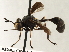  ( - CNC DIPTERA 79707)  @13 [ ] CreativeCommons - Attribution (2013) CNC/CBG Photography Group Centre for Biodiversity Genomics