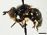  ( - CNC DIPTERA 79709)  @11 [ ] CreativeCommons - Attribution (2013) CNC/CBG Photography Group Centre for Biodiversity Genomics