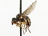  ( - CNC DIPTERA 79710)  @11 [ ] CreativeCommons - Attribution (2013) CNC/CBG Photography Group Centre for Biodiversity Genomics