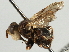  ( - CNC DIPTERA 79732)  @11 [ ] CreativeCommons - Attribution (2013) CNC/CBG Photography Group Centre for Biodiversity Genomics