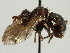  ( - CNC DIPTERA 94)  @11 [ ] CreativeCommons - Attribution (2013) CNC/CBG Photography Group Centre for Biodiversity Genomics