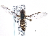  ( - CNC DIPTERA 96362)  @13 [ ] CreativeCommons - Attribution (2013) CNC/CBG Photography Group Centre for Biodiversity Genomics