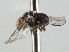  ( - CNC DIPTERA 135820)  @13 [ ] CreativeCommons - Attribution (2013) CNC/CBG Photography Group Centre for Biodiversity Genomics
