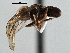  (Clistoabdominalis sp. QLD11 - CNC DIPTERA 136138)  @11 [ ] CreativeCommons - Attribution (2013) CNC/CBG Photography Group Centre for Biodiversity Genomics