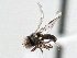  ( - CNC DIPTERA 136282)  @11 [ ] CreativeCommons - Attribution (2013) CNC/CBG Photography Group Centre for Biodiversity Genomics