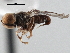  ( - CNC DIPTERA 136754)  @11 [ ] CreativeCommons - Attribution (2013) CNC/CBG Photography Group Centre for Biodiversity Genomics