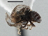  (Clistoabdominalis sp. QLD12 - CNC DIPTERA 136757)  @11 [ ] CreativeCommons - Attribution (2013) CNC/CBG Photography Group Centre for Biodiversity Genomics