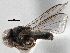 ( - CNC DIPTERA 136913)  @13 [ ] CreativeCommons - Attribution (2013) CNC/CBG Photography Group Centre for Biodiversity Genomics
