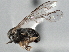  (Cephalops sp. S.Africa1 - CNC DIPTERA 137097)  @12 [ ] CreativeCommons - Attribution (2013) CNC/CBG Photography Group Centre for Biodiversity Genomics