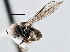  ( - CNC DIPTERA 137698)  @13 [ ] CreativeCommons - Attribution (2013) CNC/CBG Photography Group Centre for Biodiversity Genomics