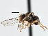  (Cephalops sp. Namibia1 - CNC DIPTERA 175261)  @14 [ ] CreativeCommons - Attribution (2013) CNC/CBG Photography Group Centre for Biodiversity Genomics