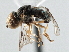  ( - CNC DIPTERA 175266)  @14 [ ] CreativeCommons - Attribution (2013) CNC/CBG Photography Group Centre for Biodiversity Genomics