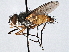  (TachinidaeGEN - CNC DIPTERA 197508)  @15 [ ] CreativeCommons - Attribution (2013) CNC/CBG Photography Group Centre for Biodiversity Genomics