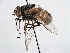  ( - CNC DIPTERA 197514)  @14 [ ] CreativeCommons - Attribution (2013) CNC/CBG Photography Group Centre for Biodiversity Genomics