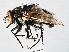  ( - CNC DIPTERA 197515)  @13 [ ] CreativeCommons - Attribution (2013) CNC/CBG Photography Group Centre for Biodiversity Genomics