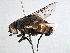  ( - CNC DIPTERA 197516)  @11 [ ] CreativeCommons - Attribution (2013) CNC/CBG Photography Group Centre for Biodiversity Genomics