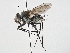  ( - CNC DIPTERA 197546)  @14 [ ] CreativeCommons - Attribution (2013) CNC/CBG Photography Group Centre for Biodiversity Genomics
