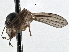 ( - CNC DIPTERA 197555)  @12 [ ] CreativeCommons - Attribution (2013) CNC/CBG Photography Group Centre for Biodiversity Genomics