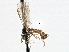  ( - CNC DIPTERA 197570)  @13 [ ] CreativeCommons - Attribution (2013) CNC/CBG Photography Group Centre for Biodiversity Genomics