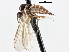  ( - CNC DIPTERA 197571)  @13 [ ] CreativeCommons - Attribution (2013) CNC/CBG Photography Group Centre for Biodiversity Genomics