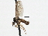  ( - CNC DIPTERA 197572)  @13 [ ] CreativeCommons - Attribution (2013) CNC/CBG Photography Group Centre for Biodiversity Genomics