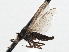  ( - CNC DIPTERA 197574)  @13 [ ] CreativeCommons - Attribution (2013) CNC/CBG Photography Group Centre for Biodiversity Genomics