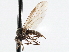  ( - CNC DIPTERA 197583)  @13 [ ] CreativeCommons - Attribution (2013) CNC/CBG Photography Group Centre for Biodiversity Genomics